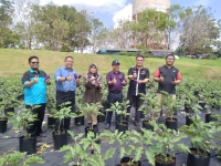 Kolaborasi PMS dan Pejabat Pertanian Daerah Rompin Tanaman Terung Biru F1 Hybrid Eggplant